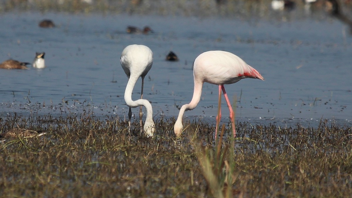 Greater Flamingo - ML139444701