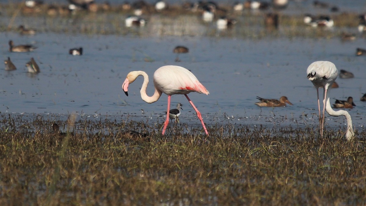 Greater Flamingo - ML139444721