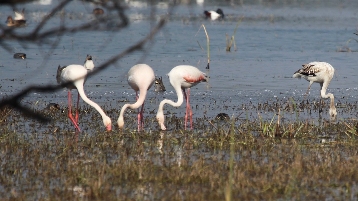 Greater Flamingo - ML139444731