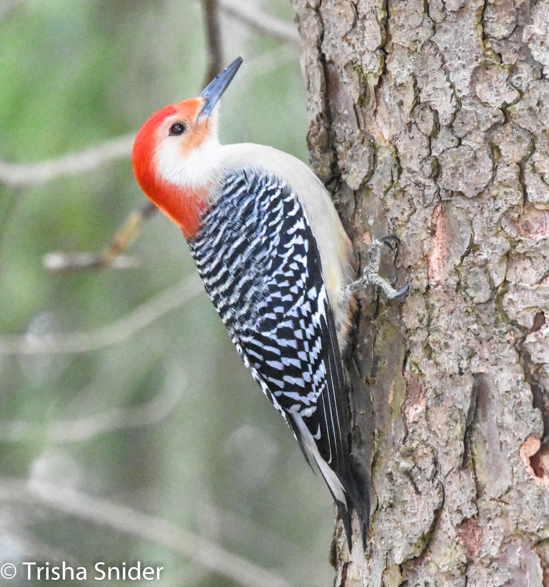 Red-bellied Woodpecker - Trish Snider