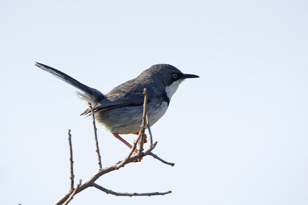 Bar-throated Apalis - Dave Curtis