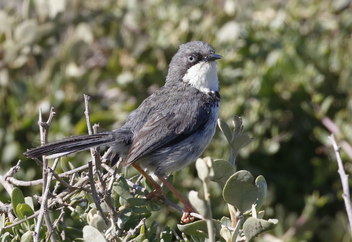 Bar-throated Apalis - Dave Curtis