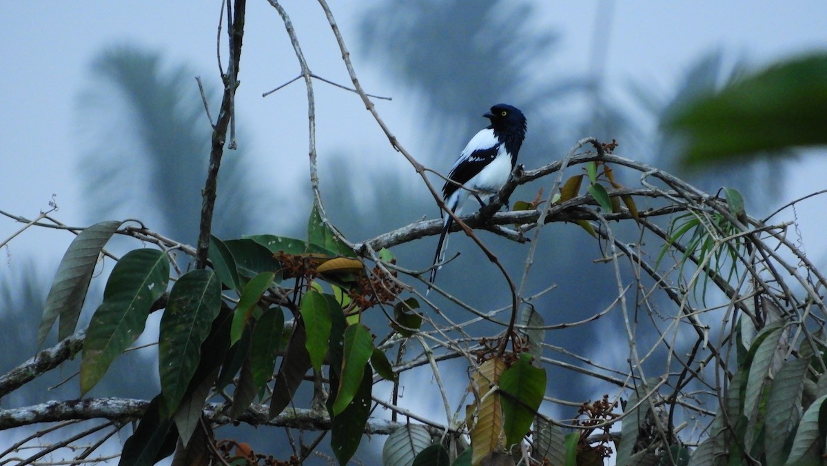 Magpie Tanager - ML139446491