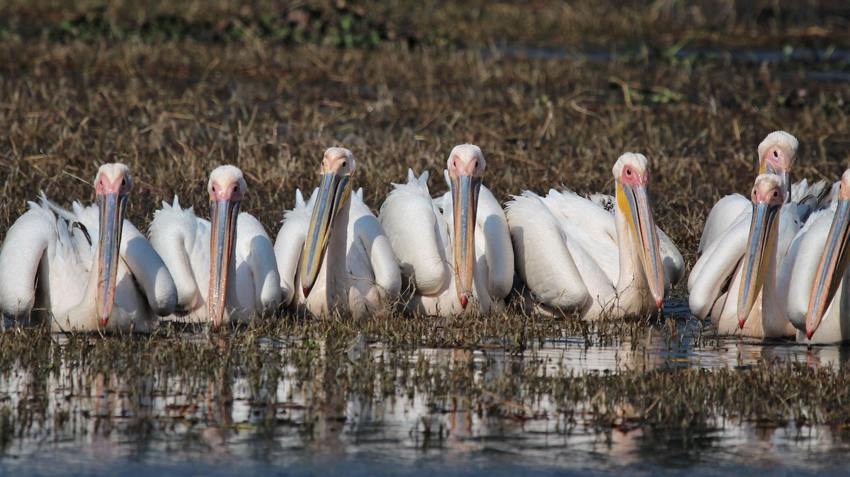 Great White Pelican - Parthasarathy Gopalan