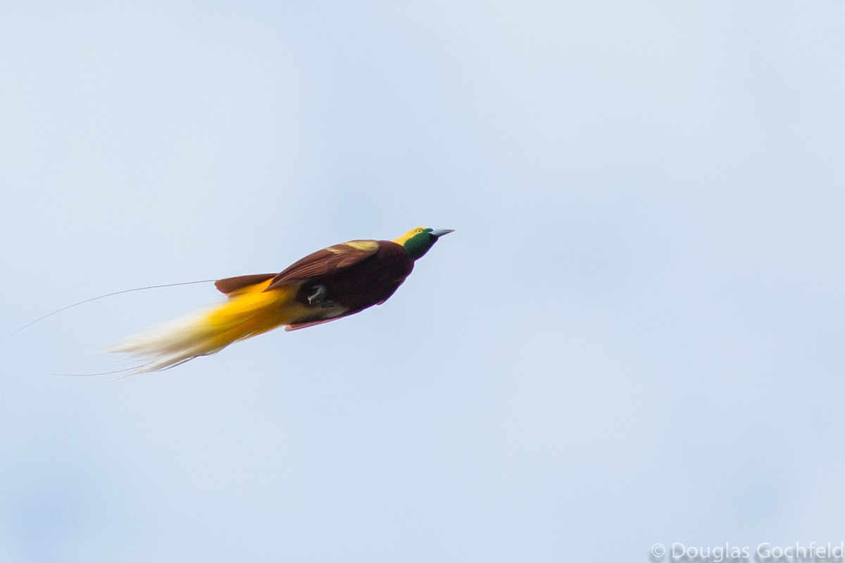 Lesser Bird-of-Paradise - ML139447931