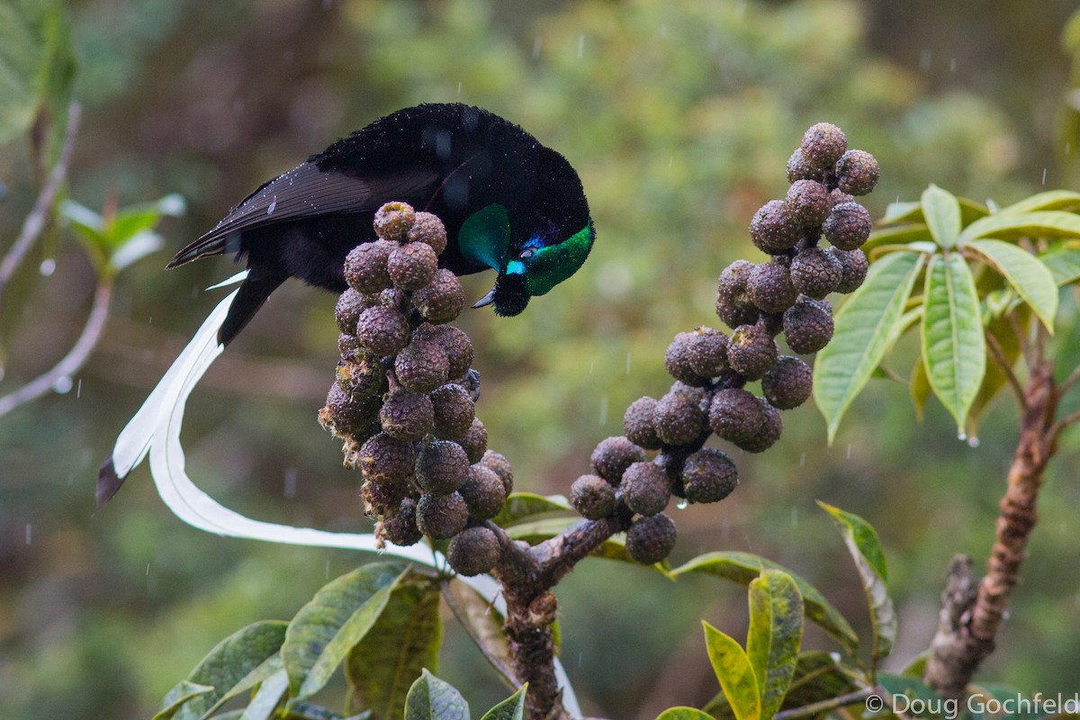 Ribbon-tailed Astrapia - Doug Gochfeld