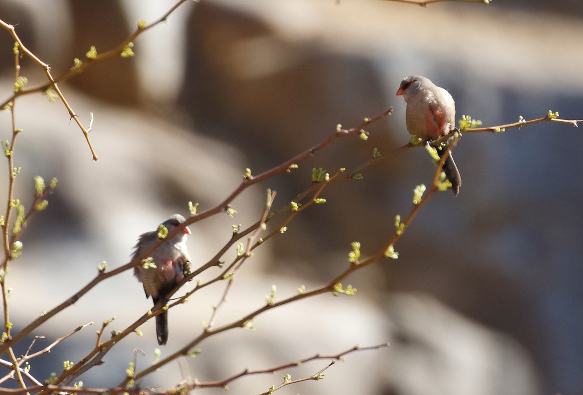 Common Waxbill - ML139449051