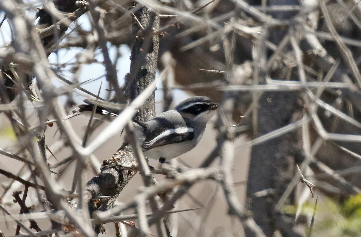 Fairy Flycatcher - Dave Curtis