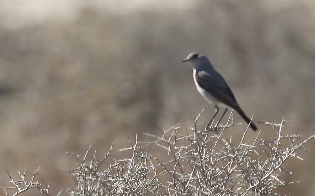 Karoo Chat - Dave Curtis