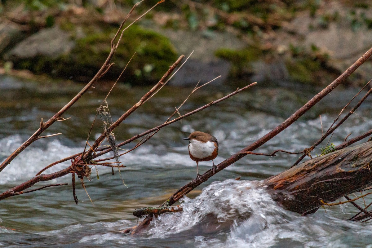 White-throated Dipper - Martin H. Horny