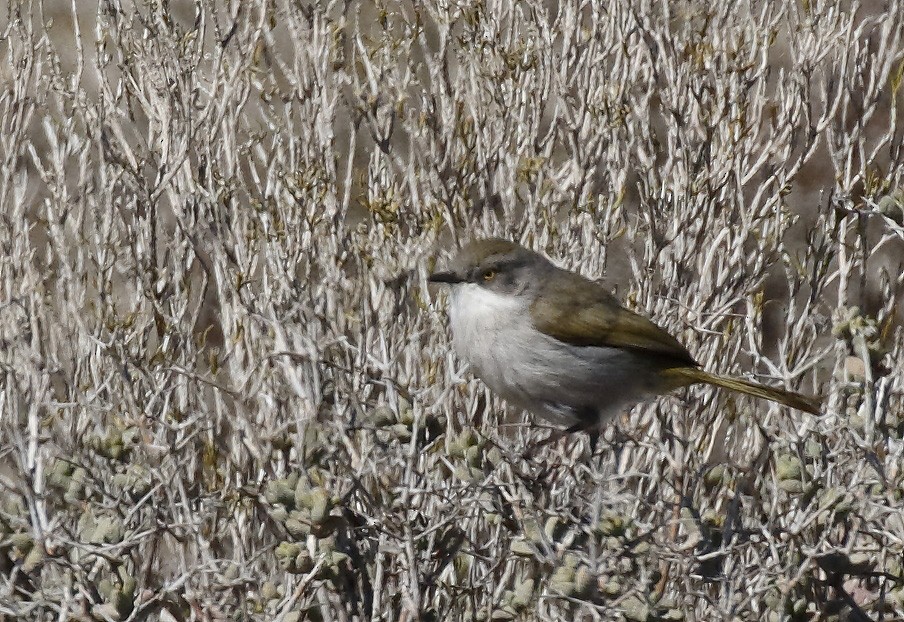 Yellow-rumped Eremomela - ML139449761