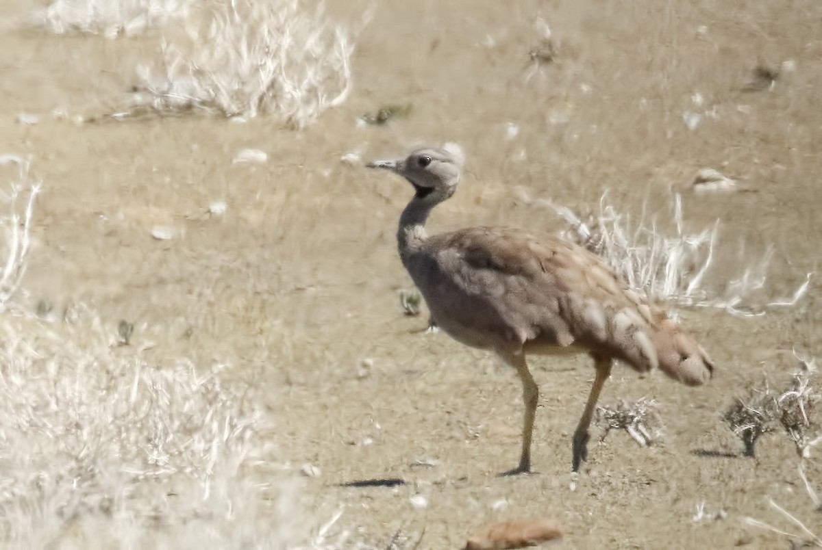 Karoo Bustard - ML139449951