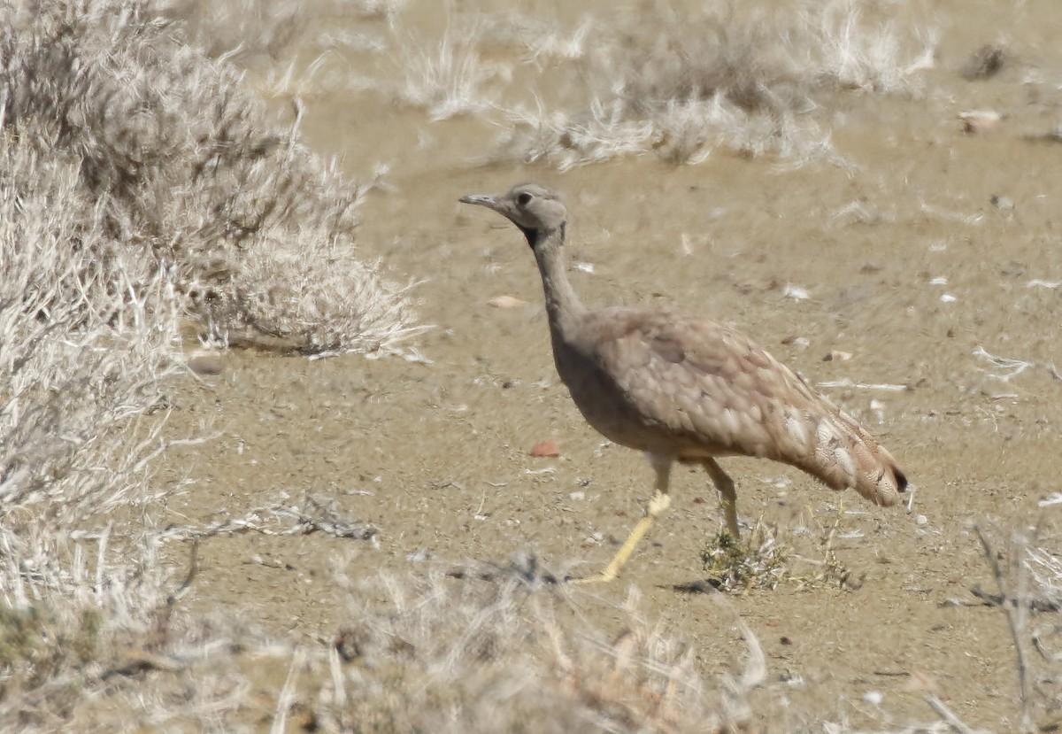 Karoo Bustard - ML139449971