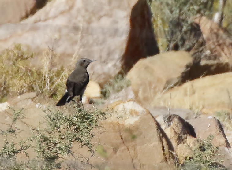 Mountain Wheatear - ML139450301