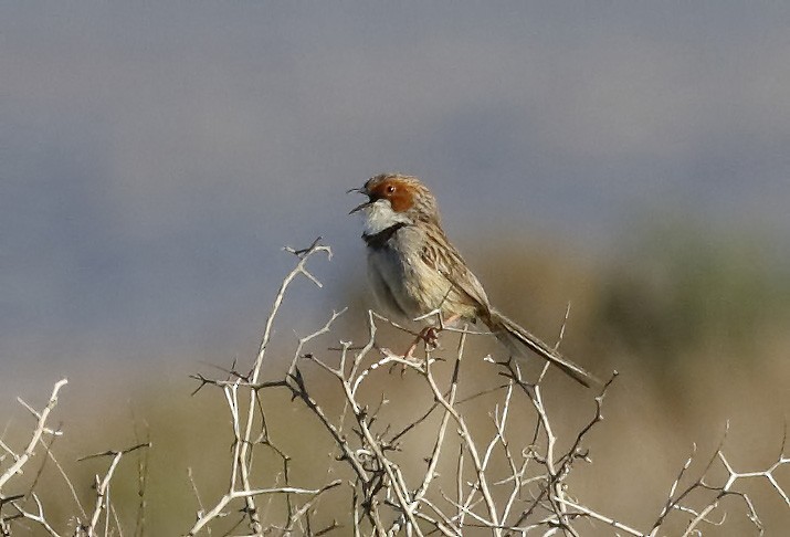 Rufous-eared Warbler - ML139450571