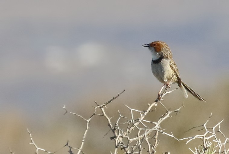 Rufous-eared Warbler - Dave Curtis