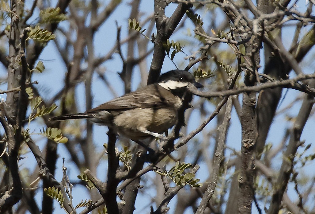 Gray Tit - Dave Curtis