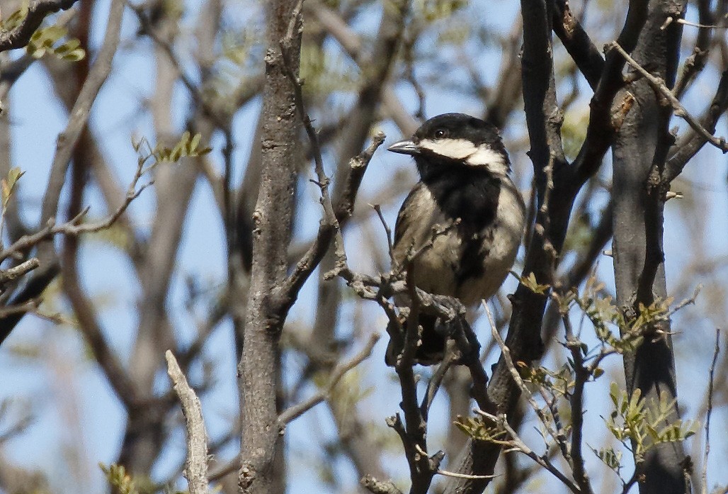 Gray Tit - ML139450721