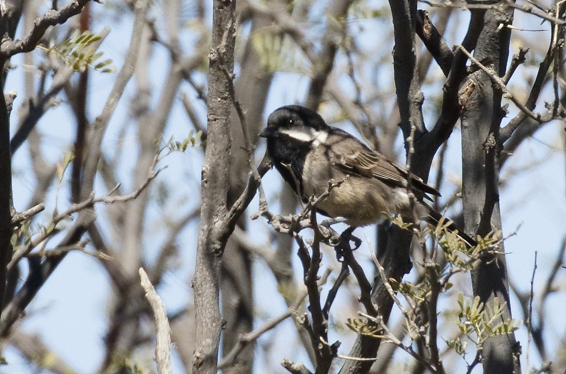 Gray Tit - ML139450741