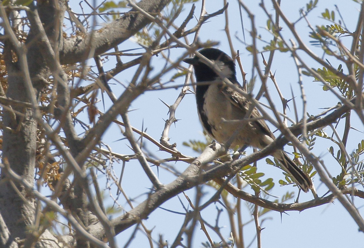 Gray Tit - Dave Curtis