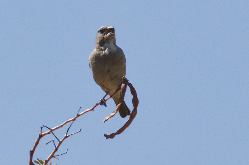 Serín Gorjiblanco - ML139451011