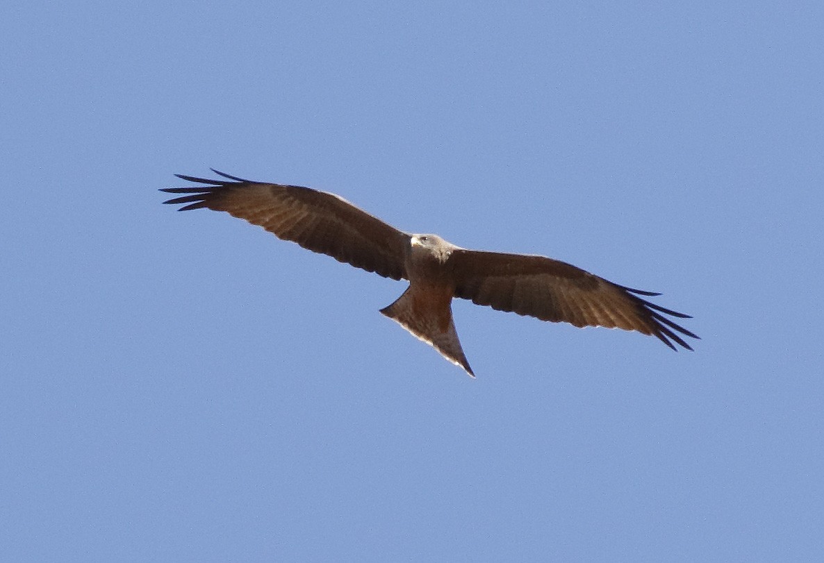 Black Kite (Yellow-billed) - Dave Curtis