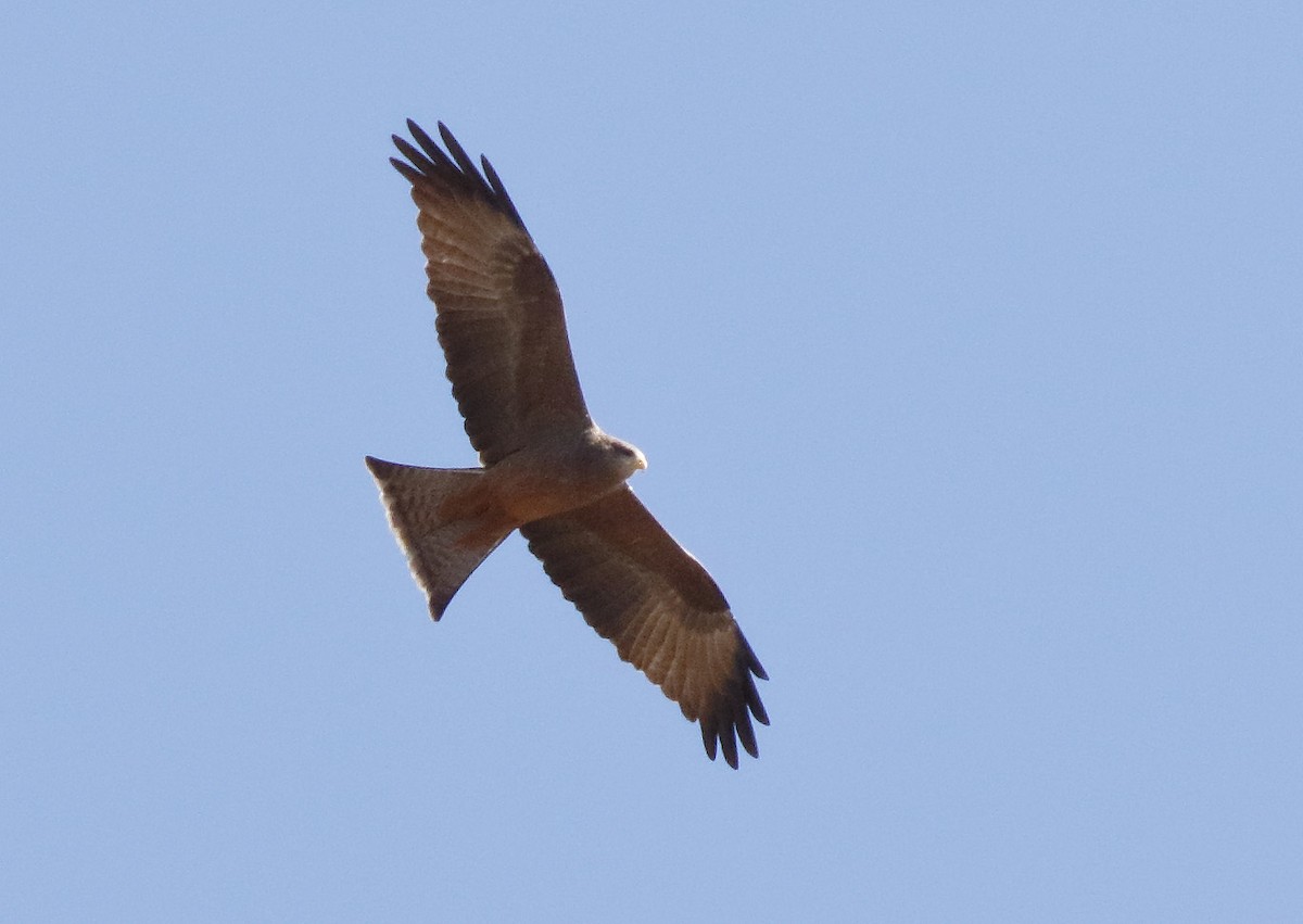 Black Kite (Yellow-billed) - ML139451061