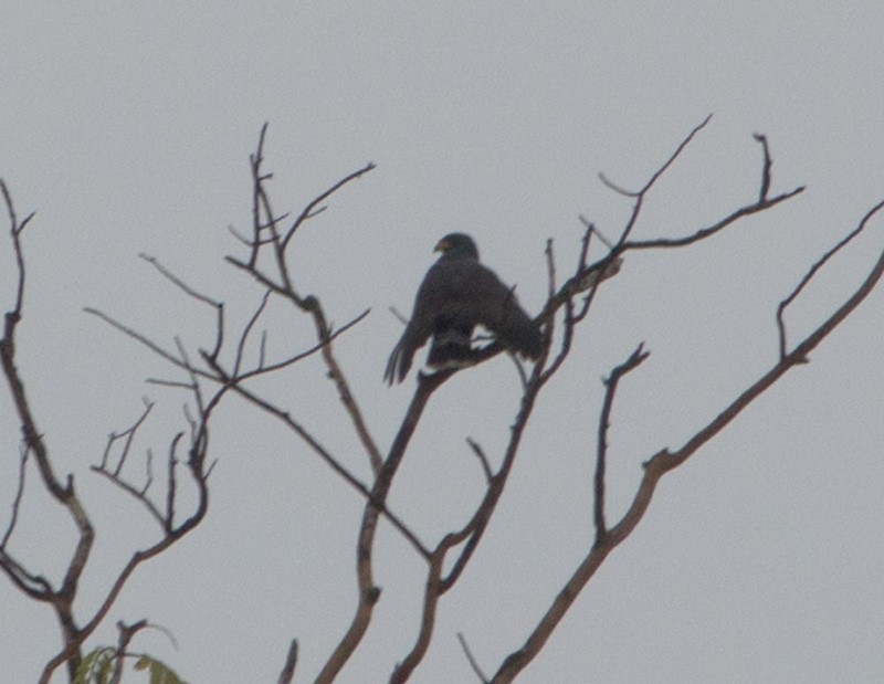 Common Black Hawk - Julie MacDonald