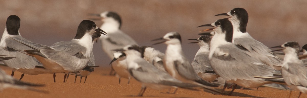 Common Tern - ML139453501