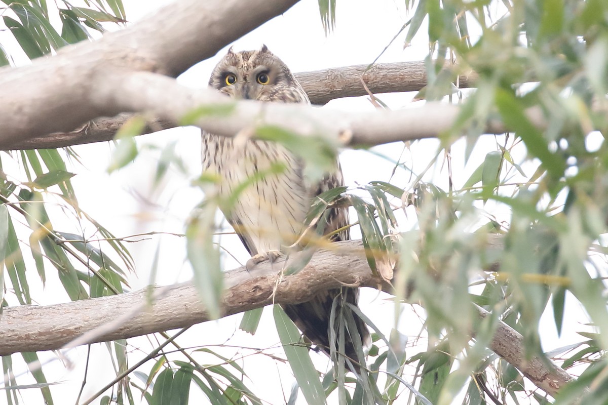 Short-eared Owl - ML139456411