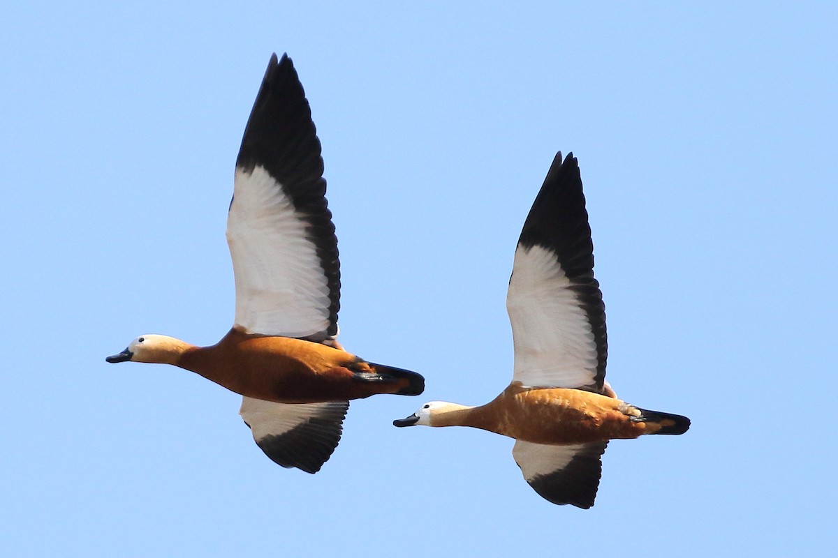 Ruddy Shelduck - ML139456991