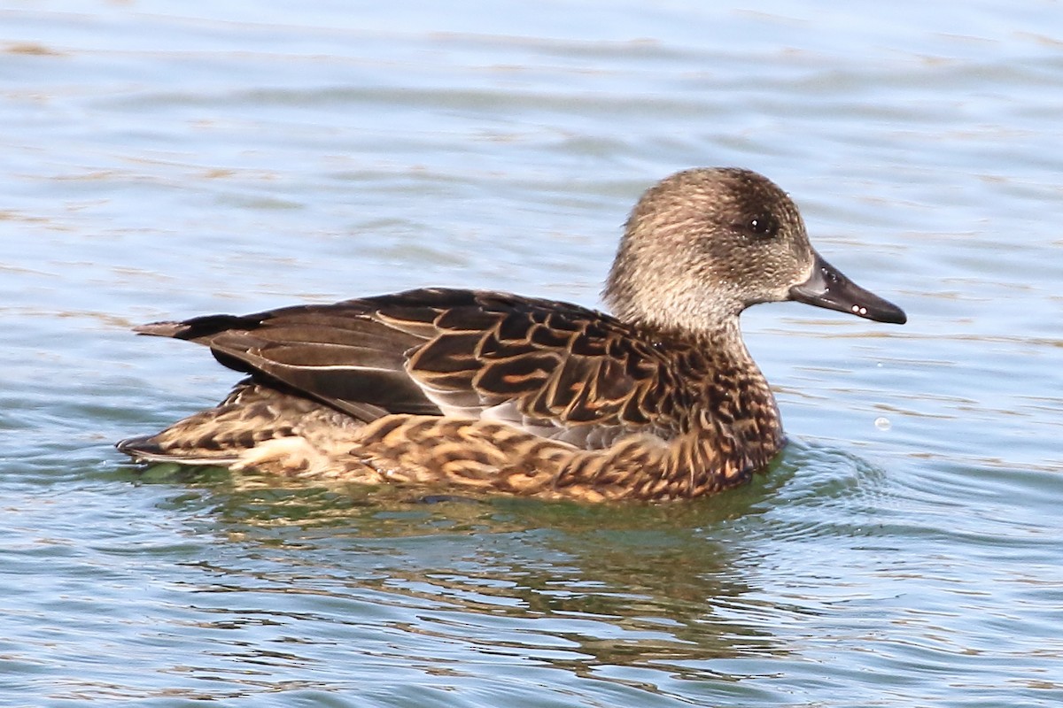 Falcated Duck - ML139457051