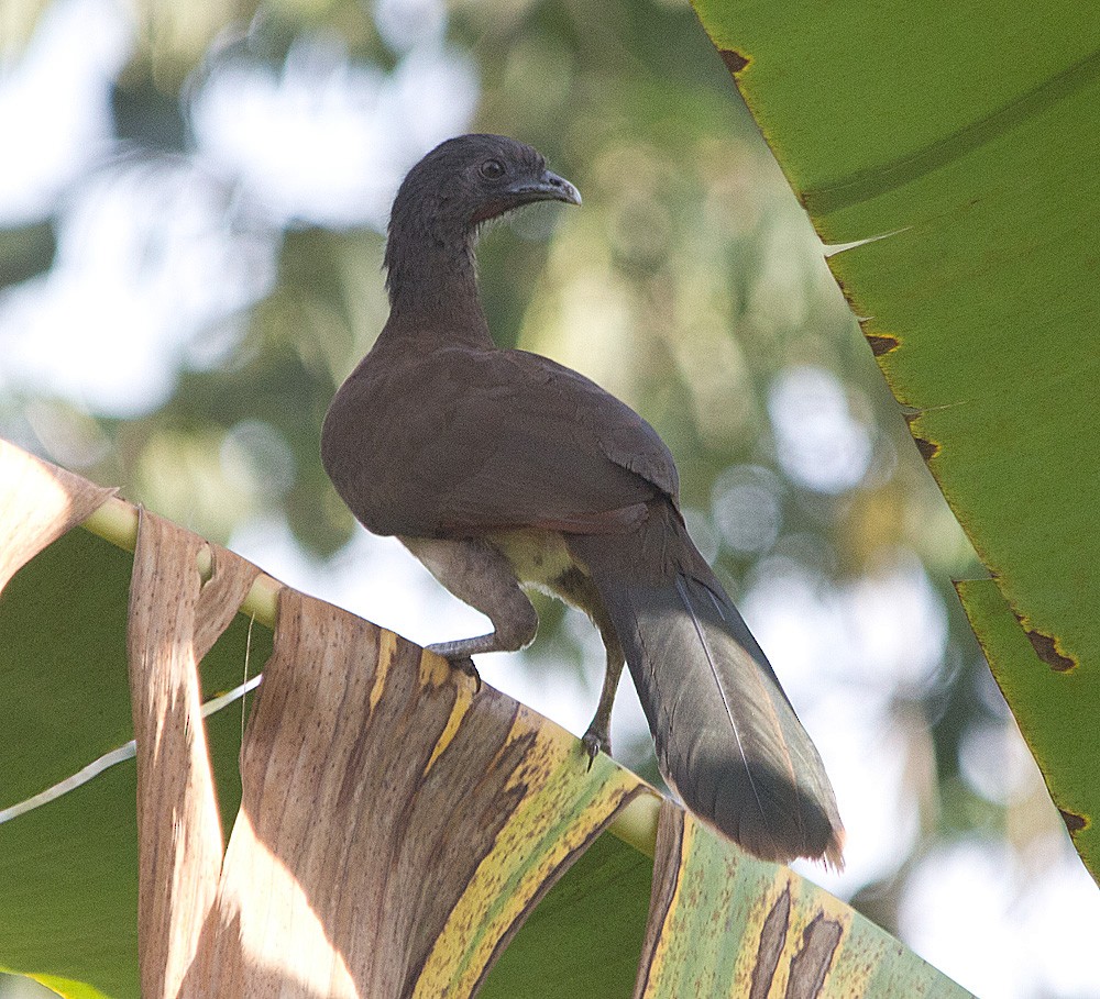 Gray-headed Chachalaca - Julie MacDonald