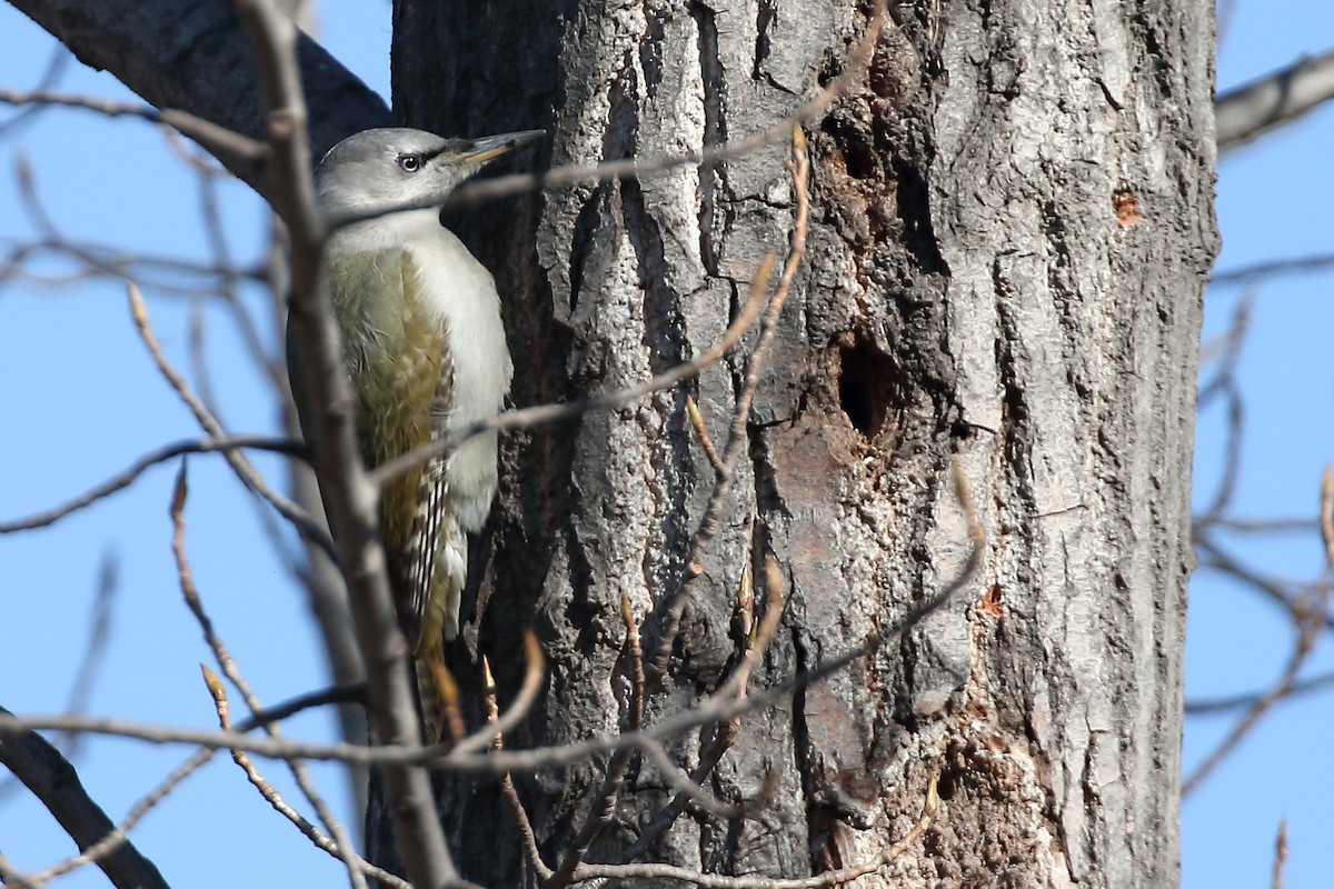 Gray-headed Woodpecker - ML139457111