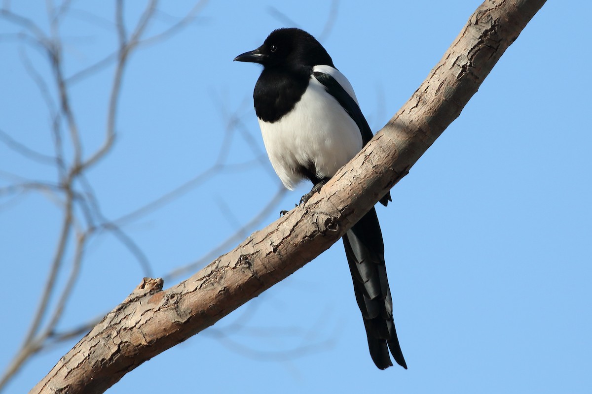 Oriental Magpie - ML139457121