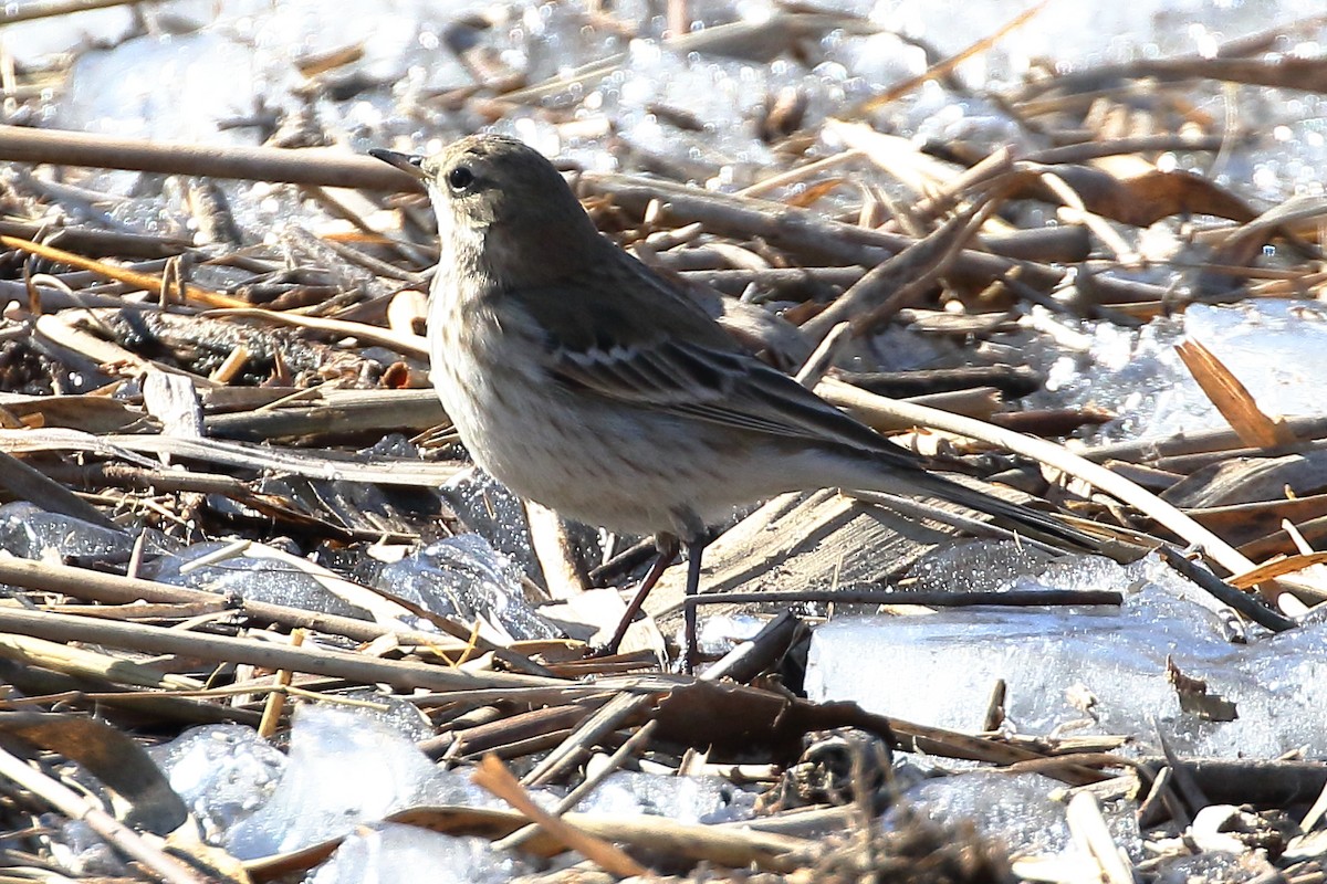 Water Pipit - ML139457241