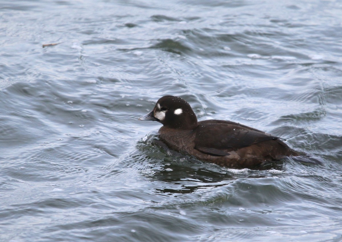 Harlequin Duck - ML139457461