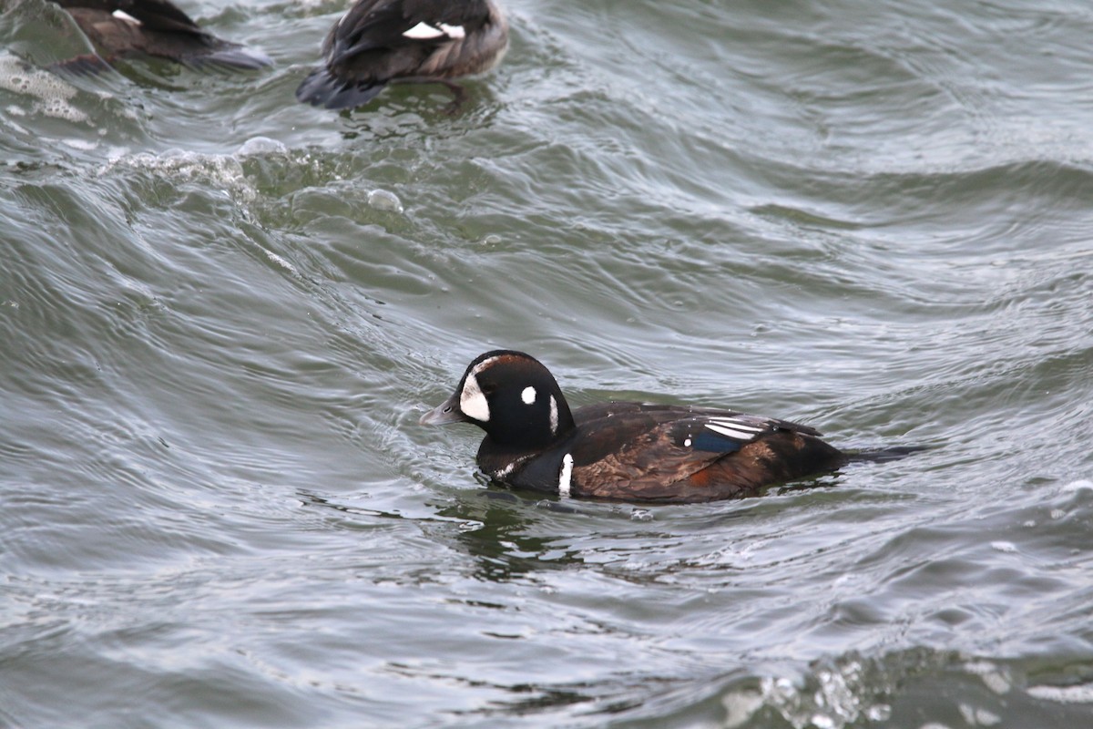 Harlequin Duck - ML139457481