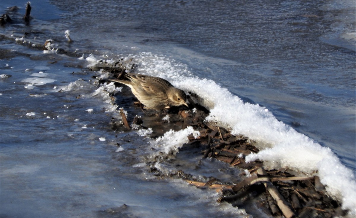 American Pipit - Anonymous