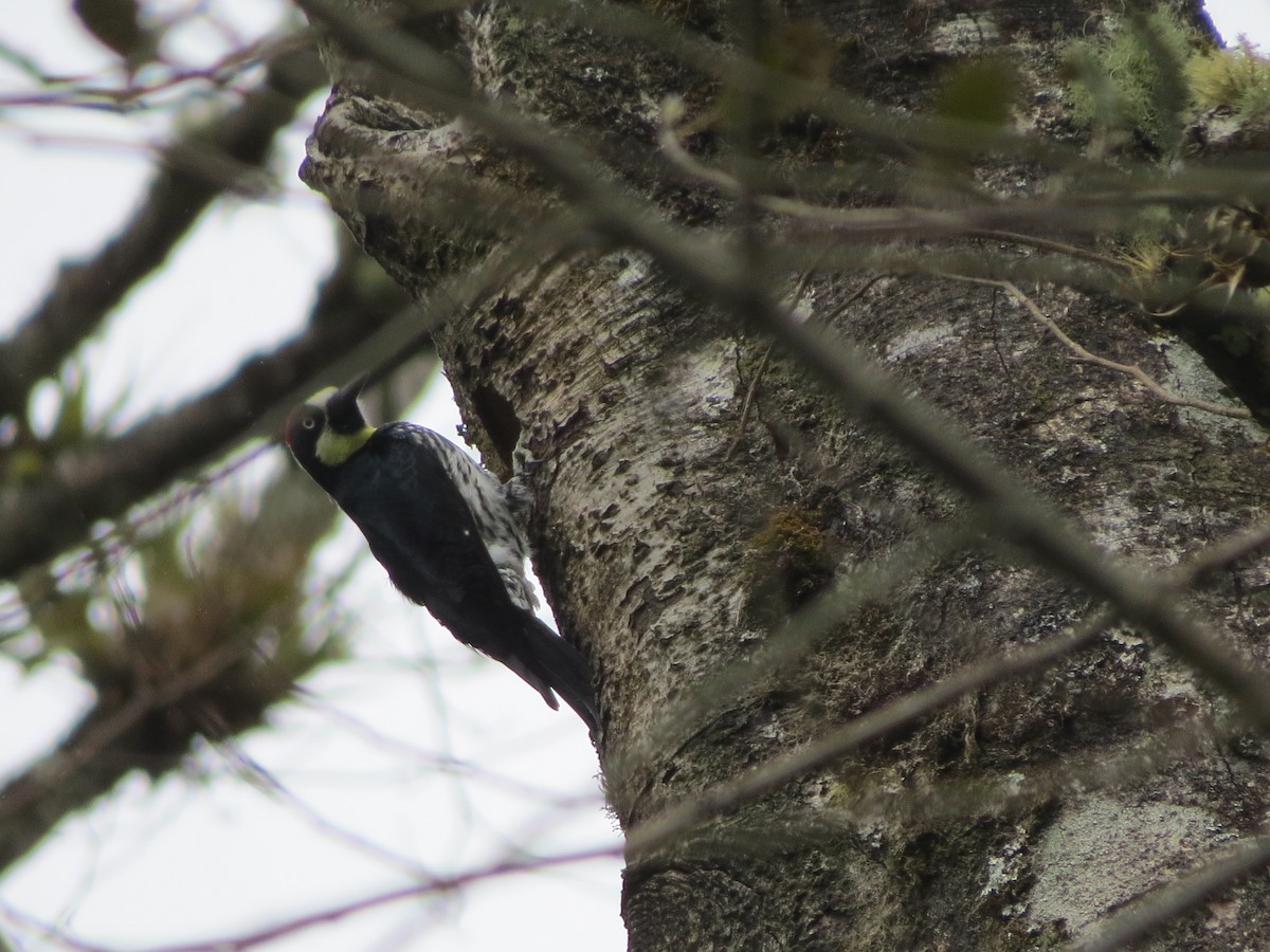 Acorn Woodpecker - ML139458931