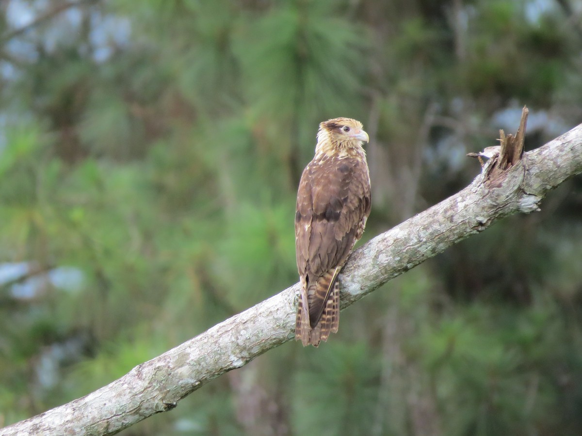 Yellow-headed Caracara - ML139459221