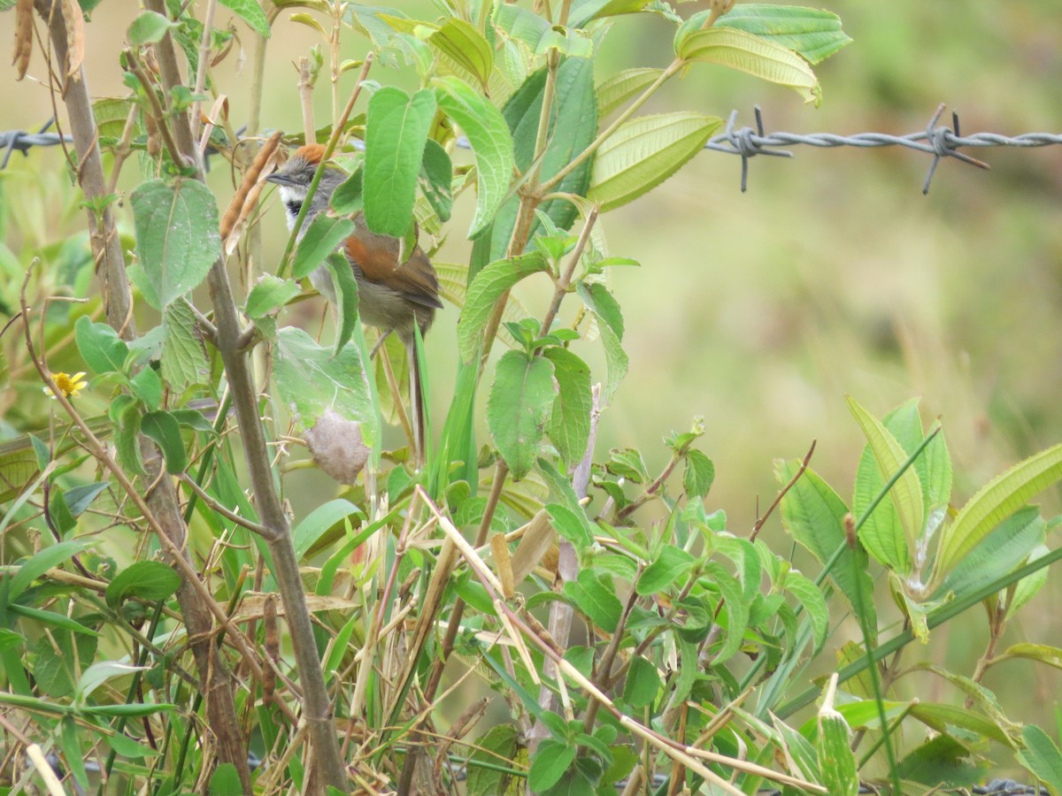 Pale-breasted Spinetail - ML139459501