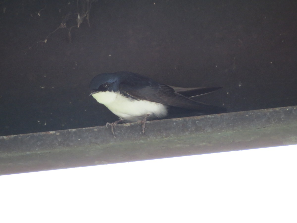 Blue-and-white Swallow (cyanoleuca) - ML139459711