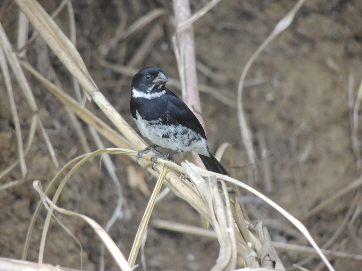 Variable Seedeater - ML139460431