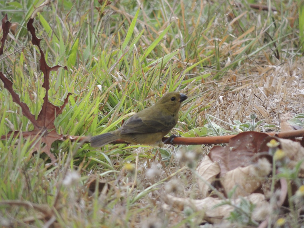 Variable Seedeater - ML139460491