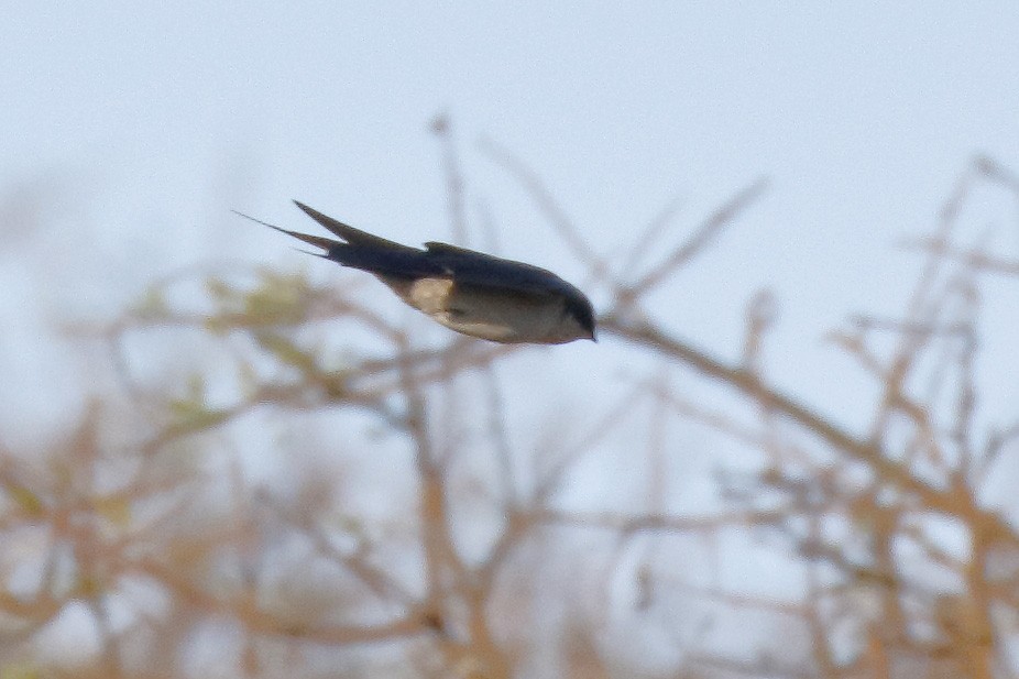 Pearl-breasted Swallow - ML139461081