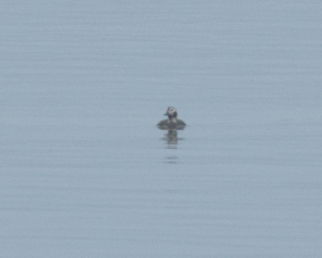 Long-tailed Duck - ML139461771