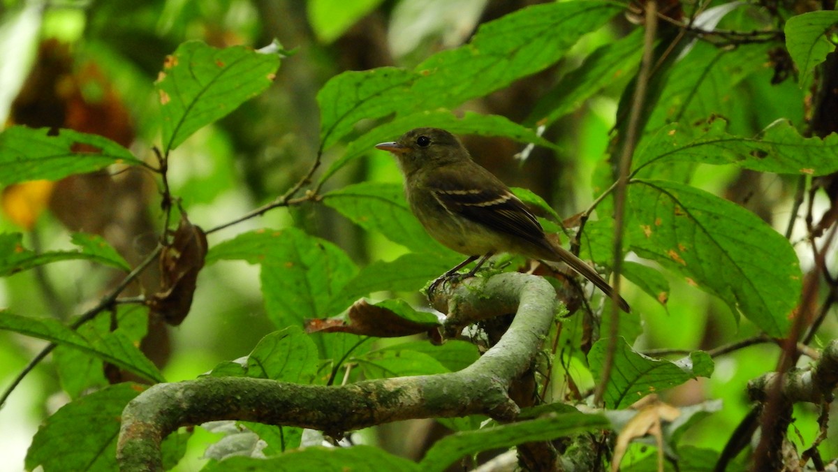 Euler's Flycatcher - ML139462961