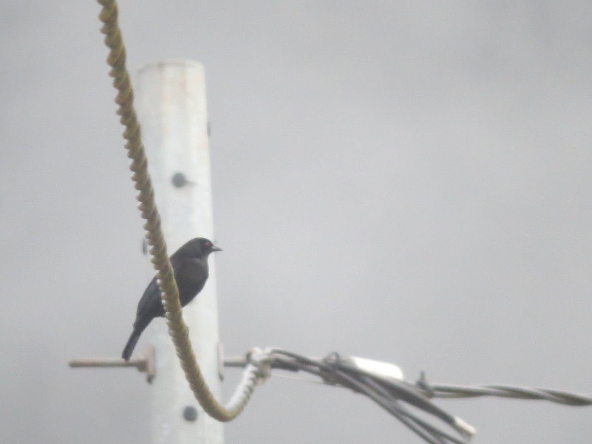 Bronzed Cowbird (Bronzed) - ML139463521