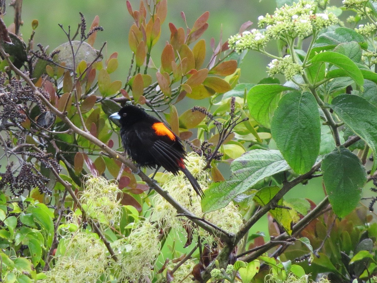 Scarlet-rumped Tanager (Cherrie's) - ML139463581